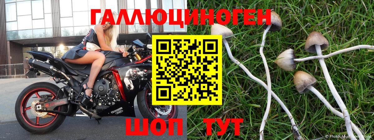 Псилоцибиновые грибы Psilocybe Советская Гавань
